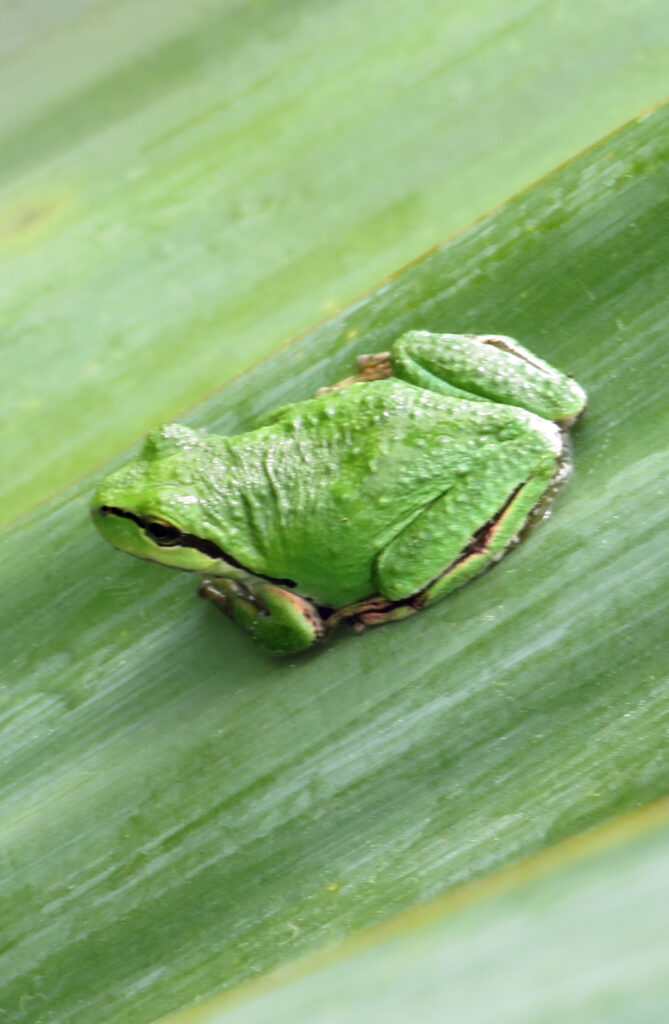 Cute Frog - Toxic Sphere